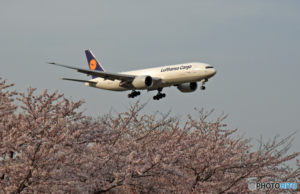 「さくら」 Lufthansa Cargo D-ALFB