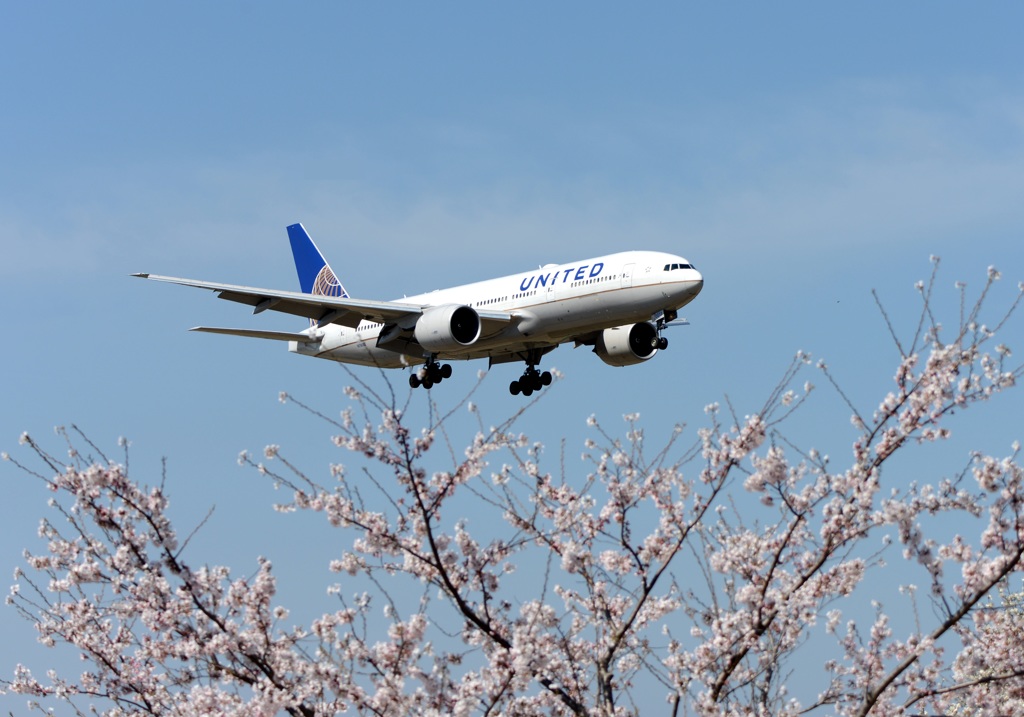 ☆☆　桜　咲いたね　☆☆