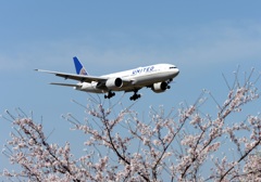 ☆☆　桜　咲いたね　☆☆