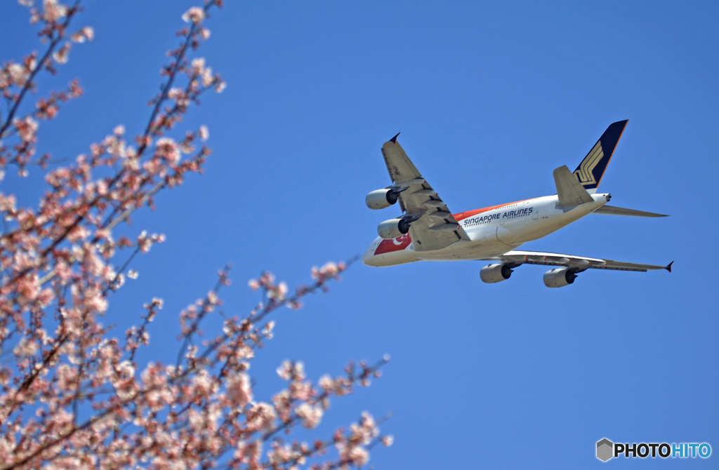 「Airbus A380 」　と　「桜」