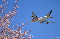 「Airbus A380 」　と　「桜」