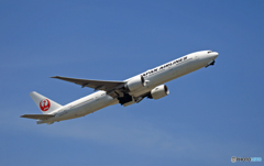 JAL 777-300 JA737J 飛行 