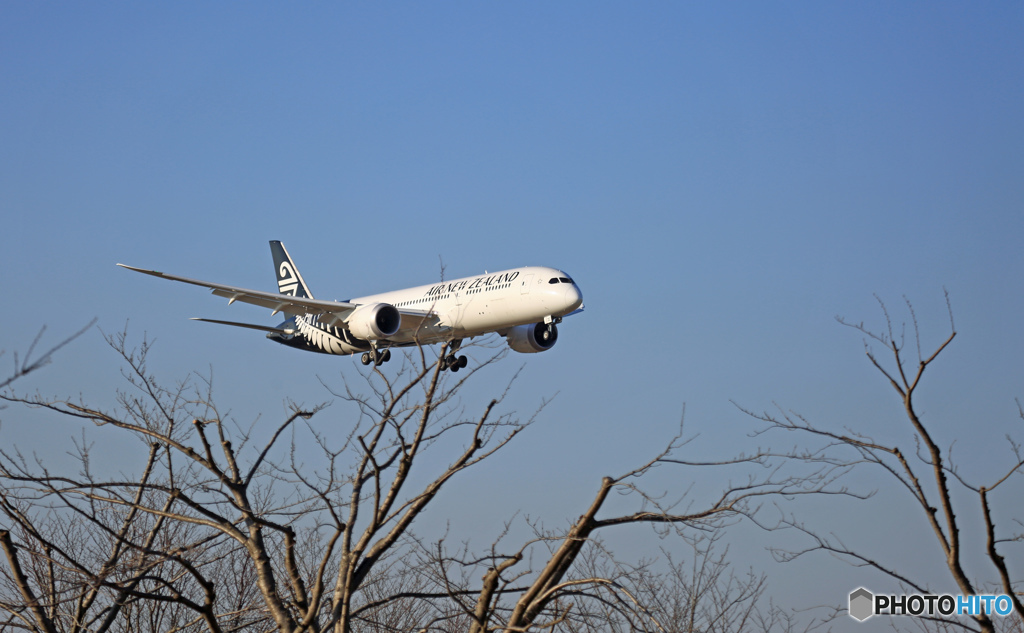 今年のさくらの山は、「桜の木・枝打ち」されました！