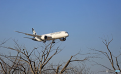 今年のさくらの山は、「桜の木・枝打ち」されました！