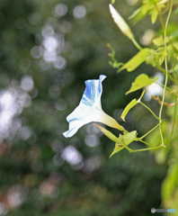 白花夕顔ですが、たまにこの色が咲きます！