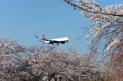 ☆　桜　咲いたよ　☆