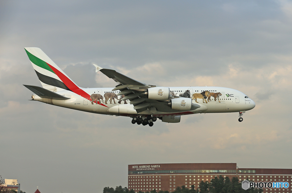 「青空」エミレーツ航空A380-861動物愛護A6-EEQ到着