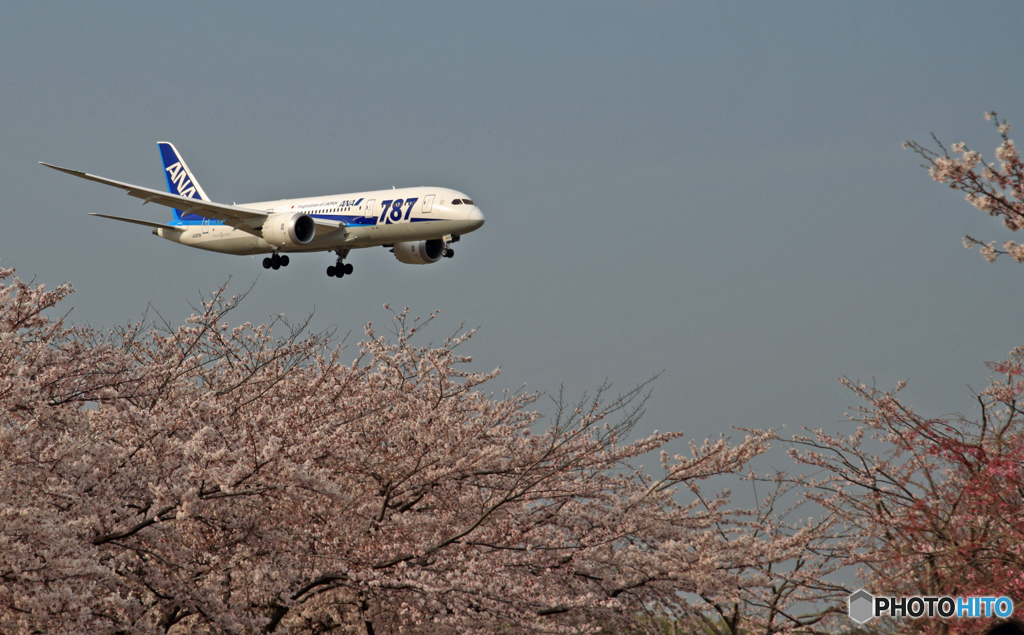 ANA 787-8 JA827A 「さくら」