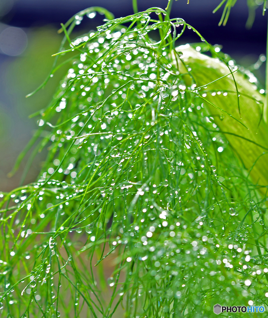 ☮休憩ﾀｲﾑ(493) 　朝　の　水　玉　模　様