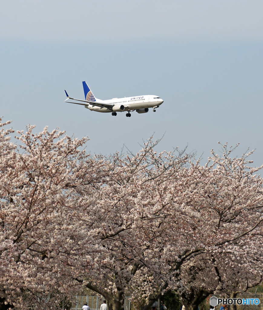 UNITED 737-800 + 「さくら」