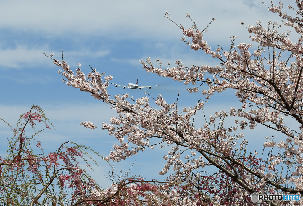 ✈ 「さ く ら」 と ＋４発機 ✈