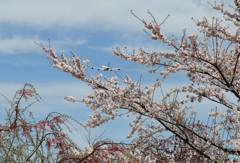 ✈ 「さ く ら」 と ＋４発機 ✈