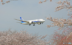 「さくら」..　と..　「ANA」