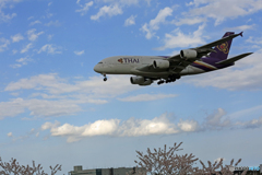 「☁雲あり」+桜 THAI A380-841 HS-TUF