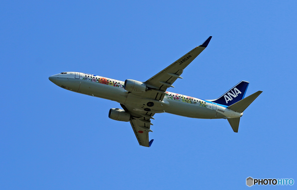 「そらー」ANA 737-800 フラワージェット