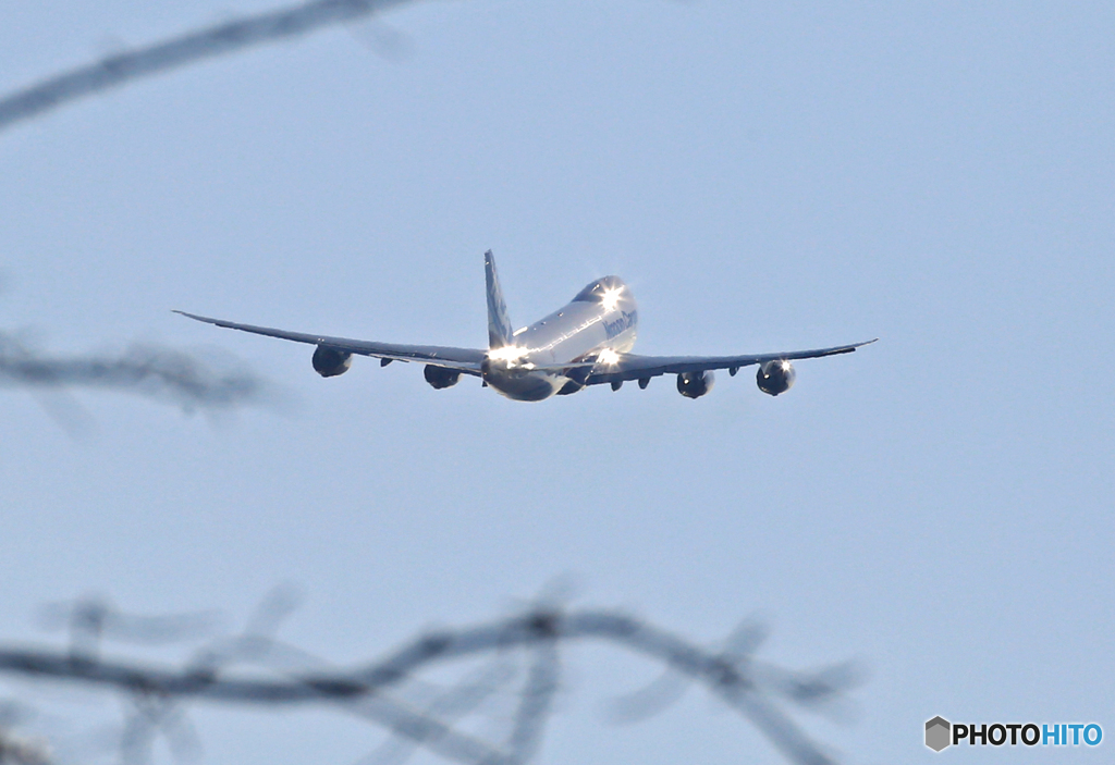 さくらの枝の中にジャンボ・ピカﾂｰ