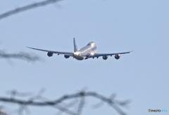 さくらの枝の中にジャンボ・ピカﾂｰ