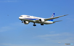 着陸 ANA  [７８７－９]  JA875A