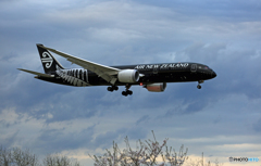 「SKY」Air NZ' 787-9「All Blacks」ZK-NZE着陸 「SKY」Air NZ' 787-9「All Blacks」ZK-NZE着陸