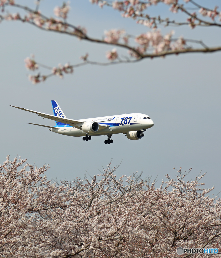 成田空港「さ　く　ら・満開ですよOh~」