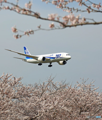 成田空港「さ　く　ら・満開ですよOh~」