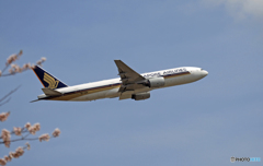 Singapore 777-212 9V-SQN 飛び立ち　