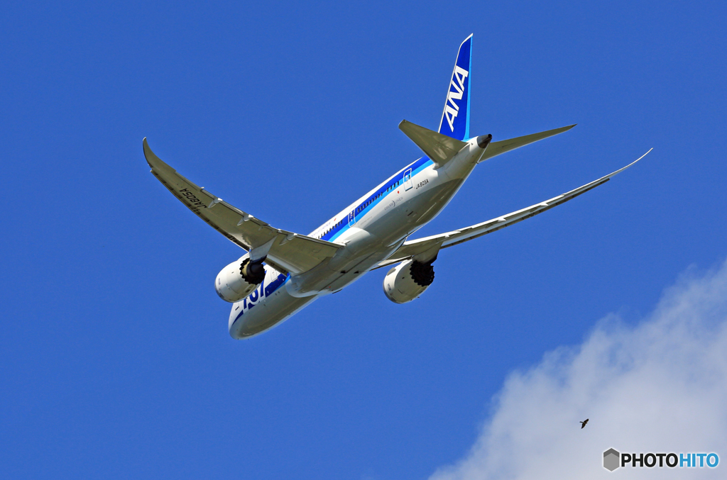 「青い空」が一番 ANA 787-8 JA805A+鳥