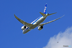 「青い空」が一番 ANA 787-8 JA805A+鳥