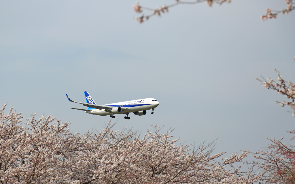 ANA 767-381 「桜」