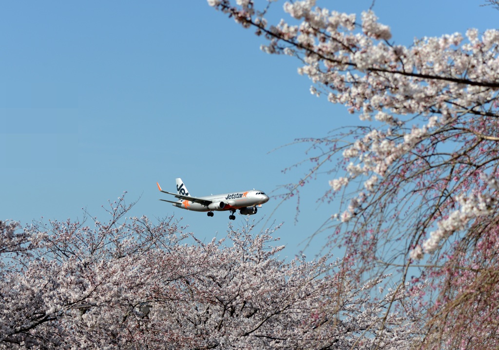 ☆　桜　咲く　☆