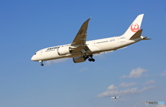 ☀JAL 787-8 JA826J Landing