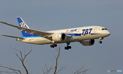 ANA 787-8 JA814A