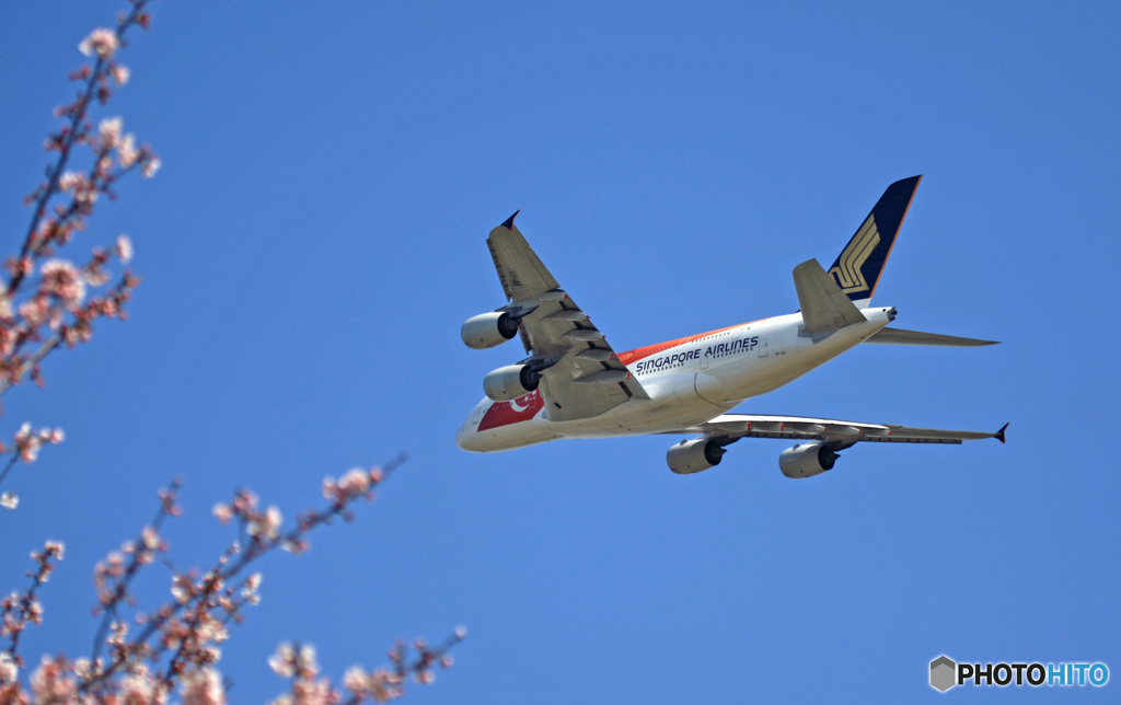 成田空港「さ　く　ら・満開ですよOh~」