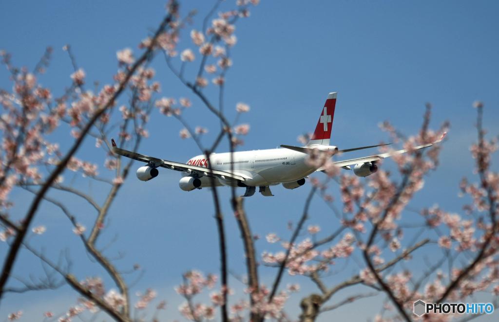 「さくら」　と　「白十字」