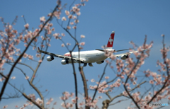 「さくら」　と　「白十字」