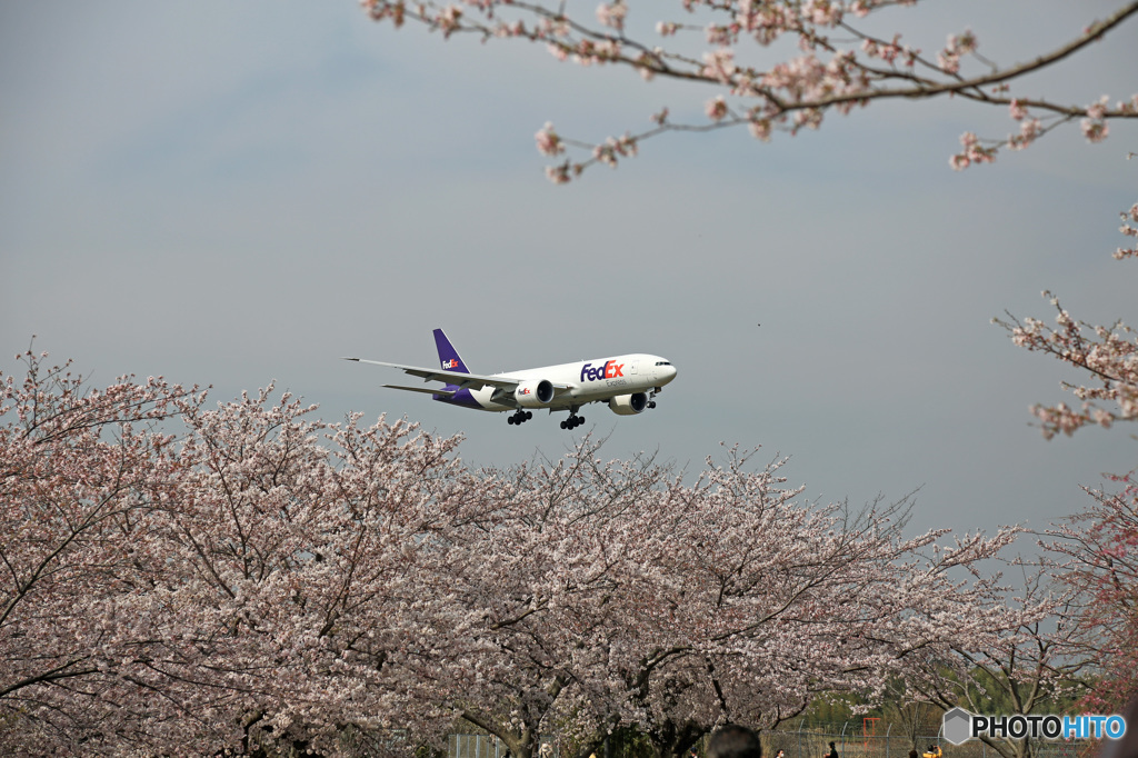 FedEx 777-FS2 「さくら」