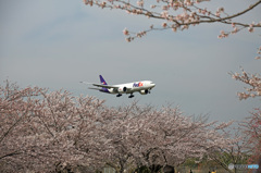 FedEx 777-FS2 「さくら」