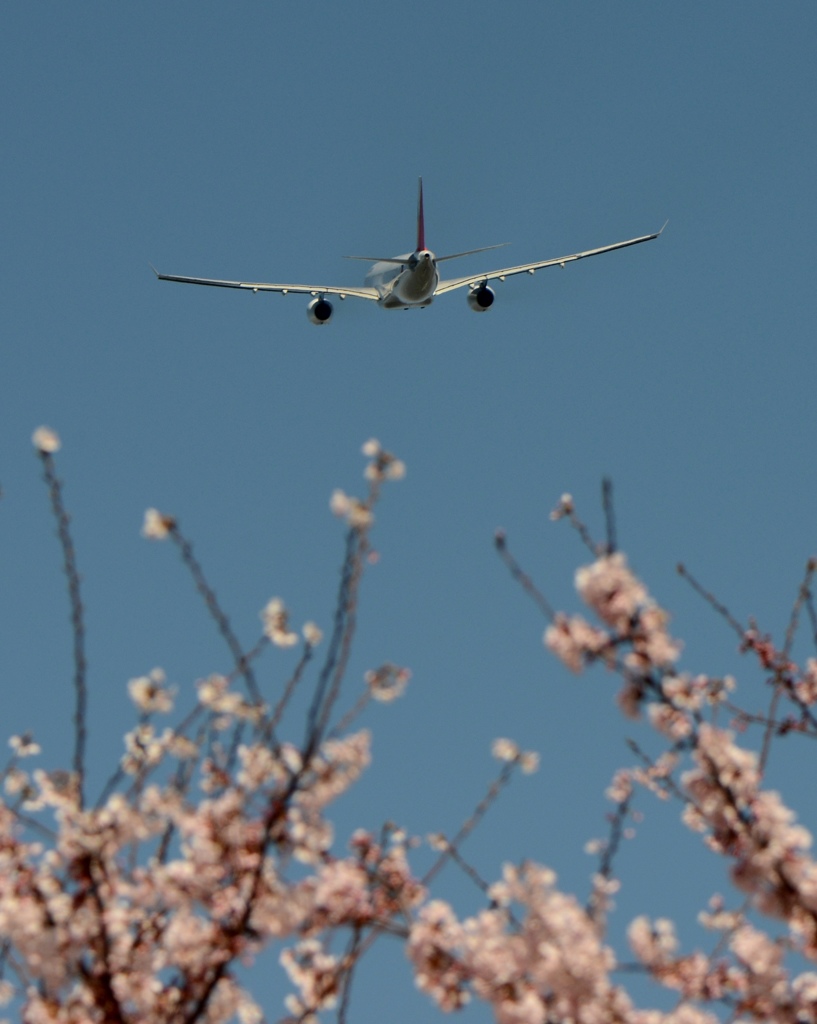 ☆　sakura　咲く　☆ 