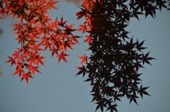 陰陽