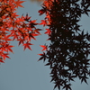 陰陽