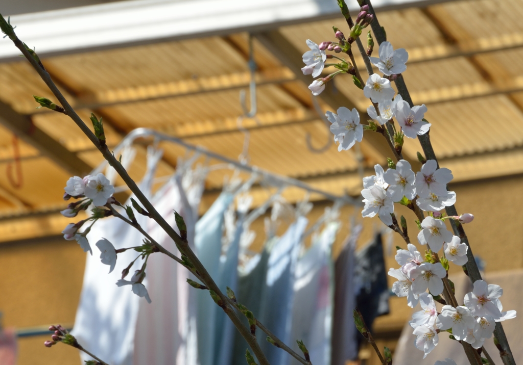 桜のある日常