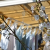 桜のある日常