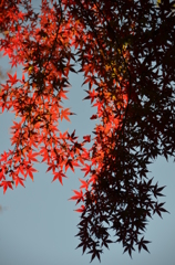 陰陽