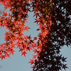 陰陽