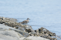 キョウジョウシギ