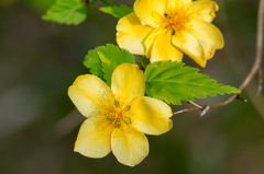 ヤマブキ