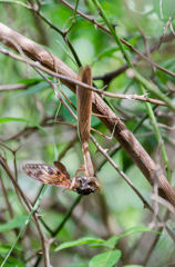 枝に潜むハンター