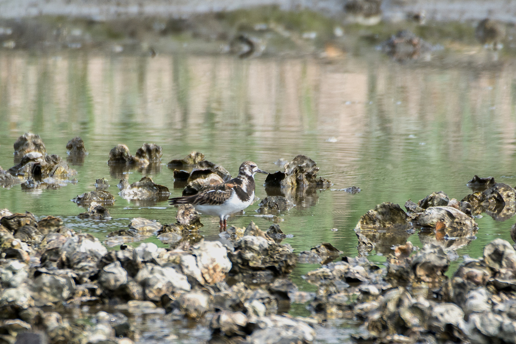 キョウジョシギ