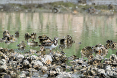 キョウジョシギ