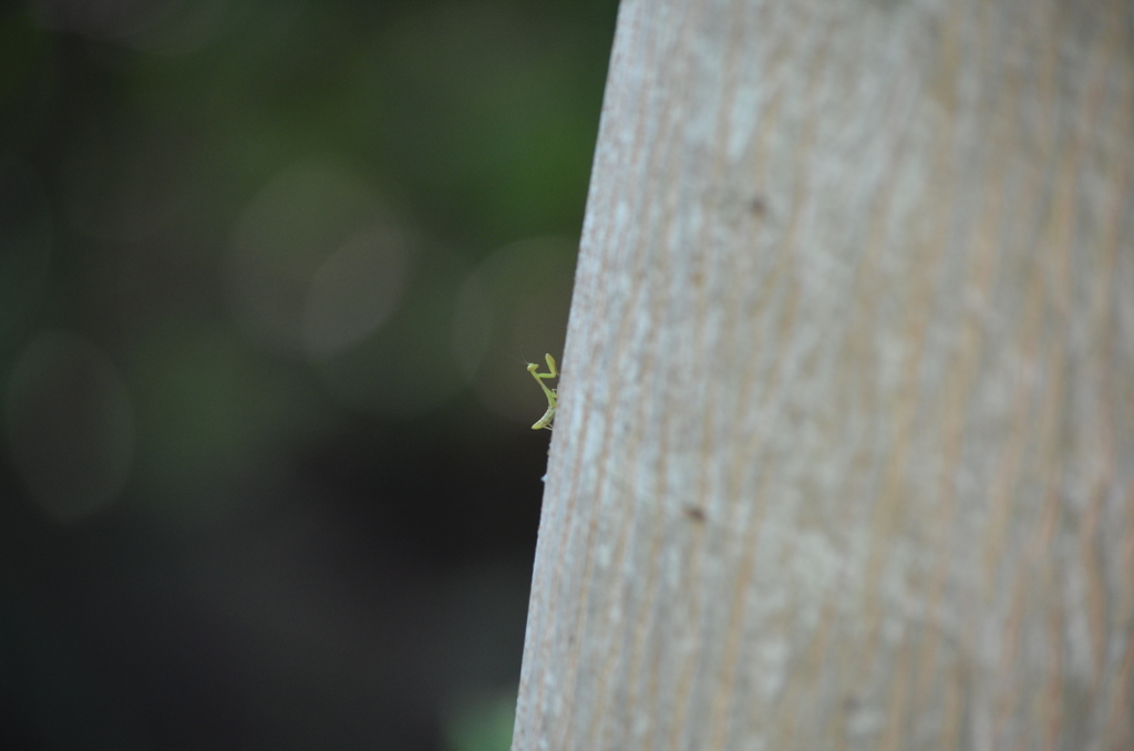 カマキリの子供